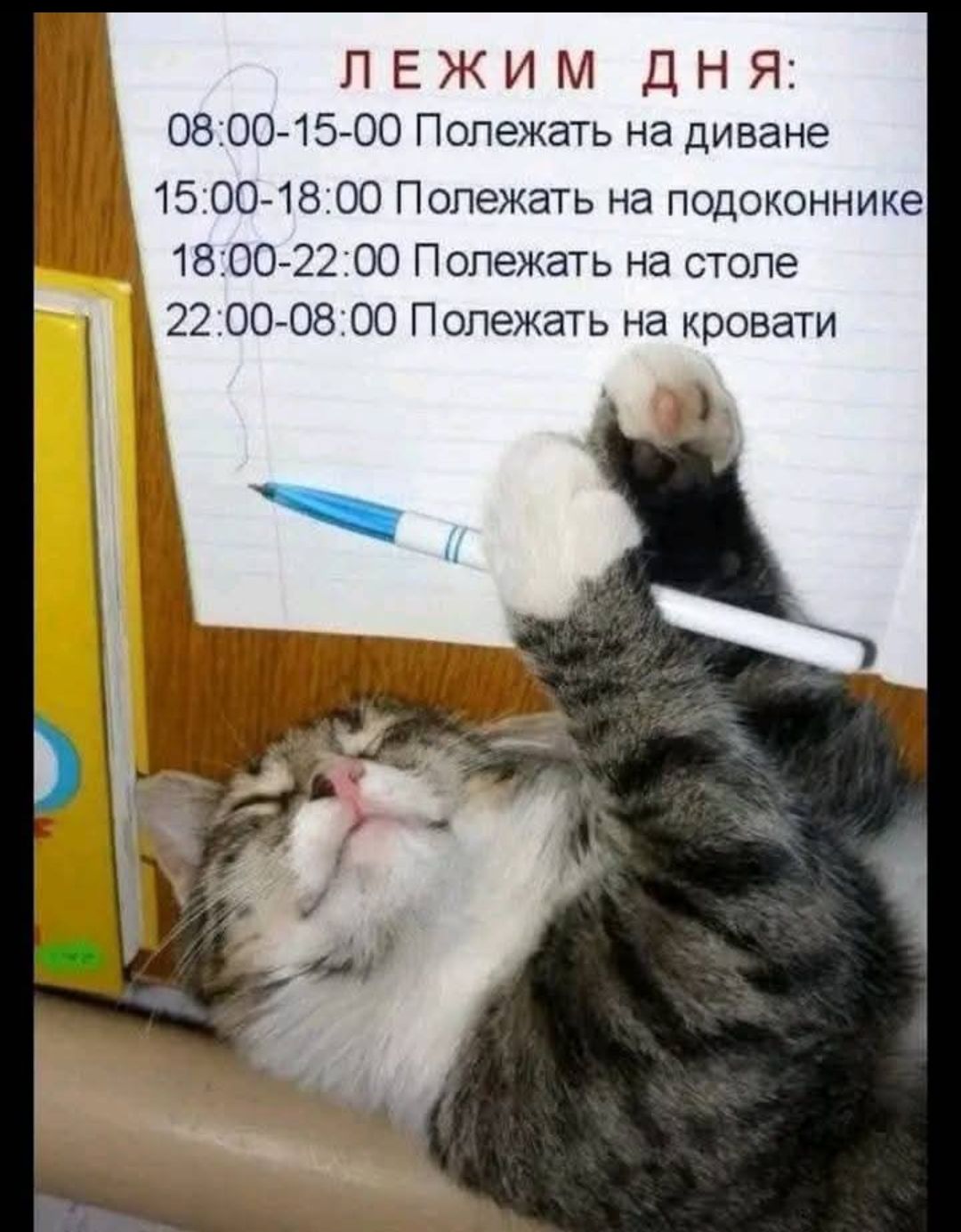 ЛЕЖИМ ДНЯ:
08:00-15:00 Полежать на диване
15:00-18:00 Полежать на подоконнике
18:00-22:00 Полежать на столе
22:00-08:00 Полежать на кровати