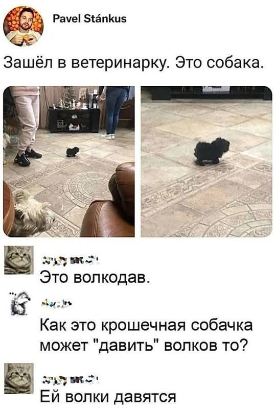 Зашёл в ветеринарку. Это собака.
Это волкодав.
Как это крошечная собачка может 