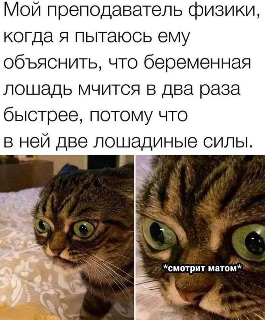 Мой преподаватель физики, когда я пытаюсь ему объяснить, что беременная лошадь мчится в два раза быстрее, потому что в ней две лошадиные силы.
*смотрит матом*