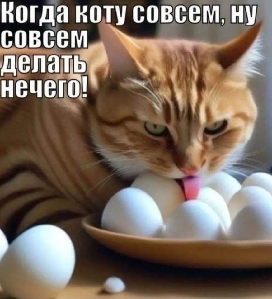 Когда коту совсем, ну совсем делать нечего!