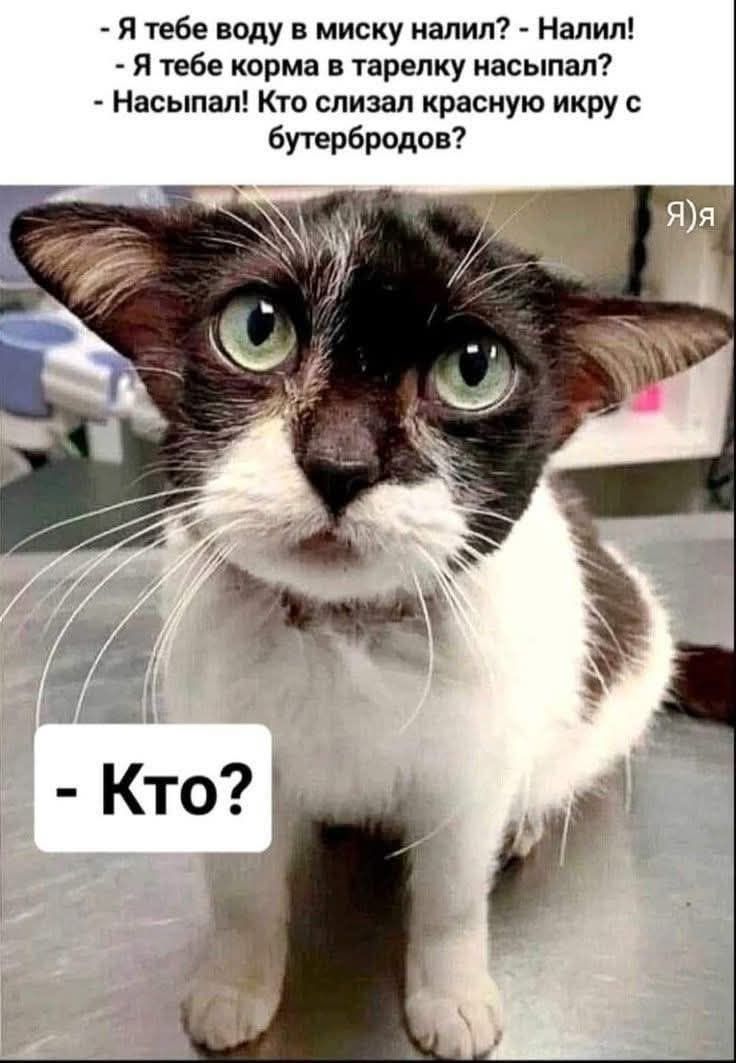 Я тебе воду в миску налил? - Налил! - Я тебе корма в тарелку насыпал? - Насыпал! Кто слизал красную икру с бутербров? - Кто?