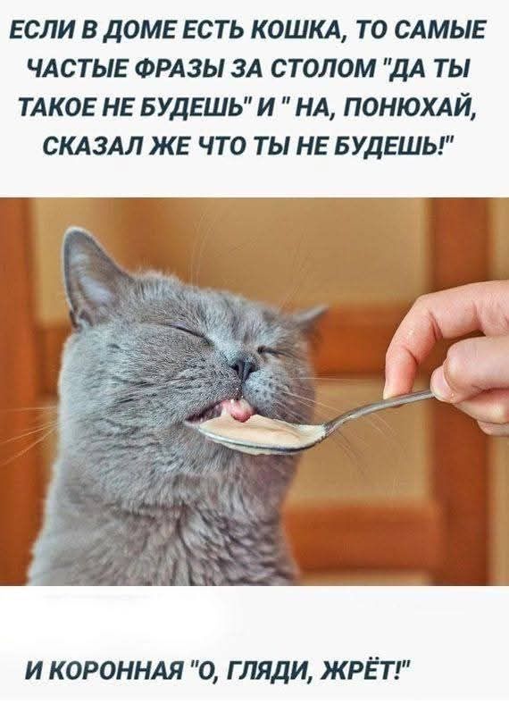 ЕСЛИ В ДОМЕ ЕСТЬ КОШКА, ТО САМИЕ ЧАСТЫЕ ФРАЗЫ ЗА СТОЛОМ 