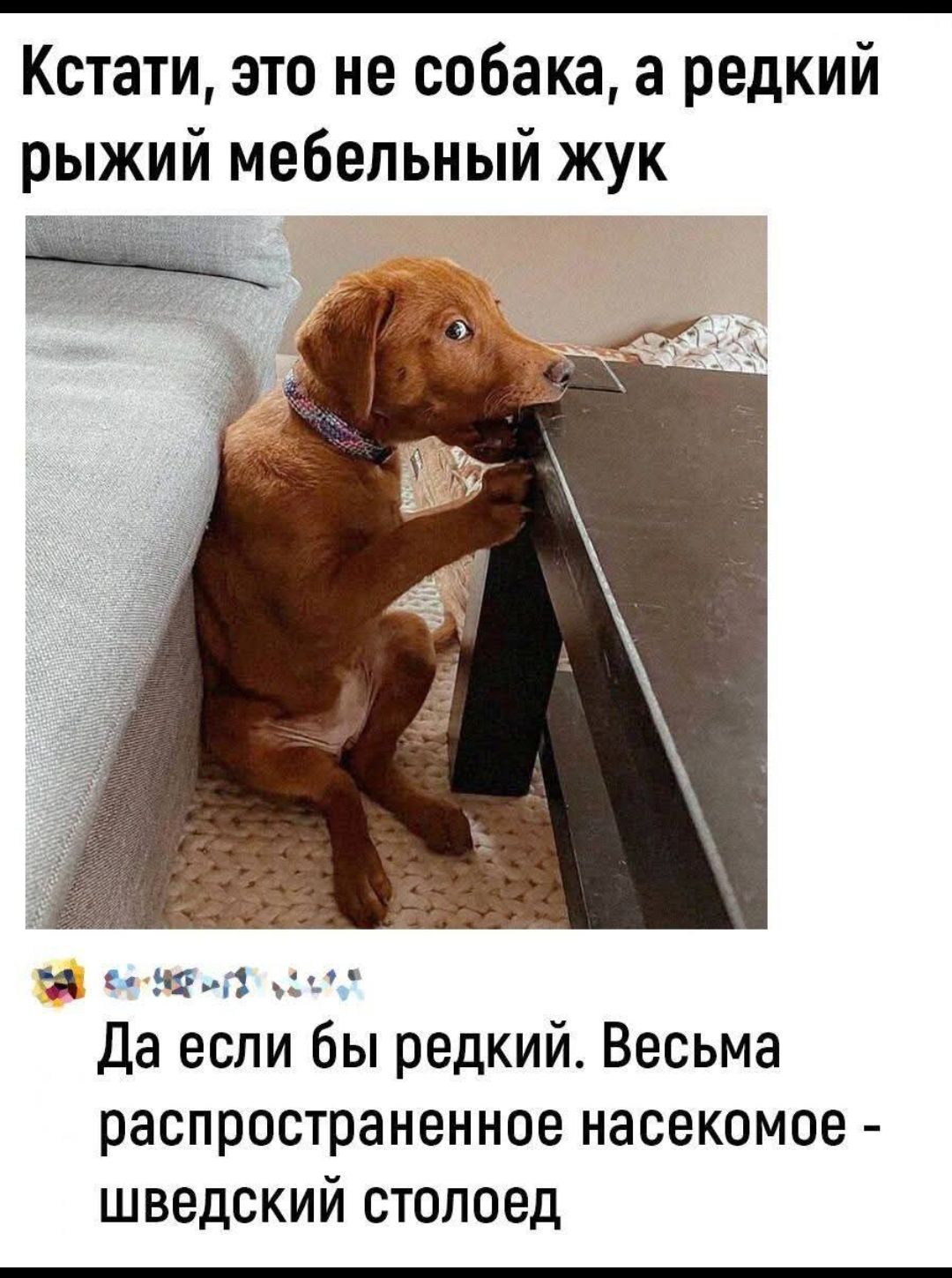Кстати, это не собака, а редкий рыжий мебельный жук
Да если бы редкий. Весьма распространенное насекомое - шведский столоед.