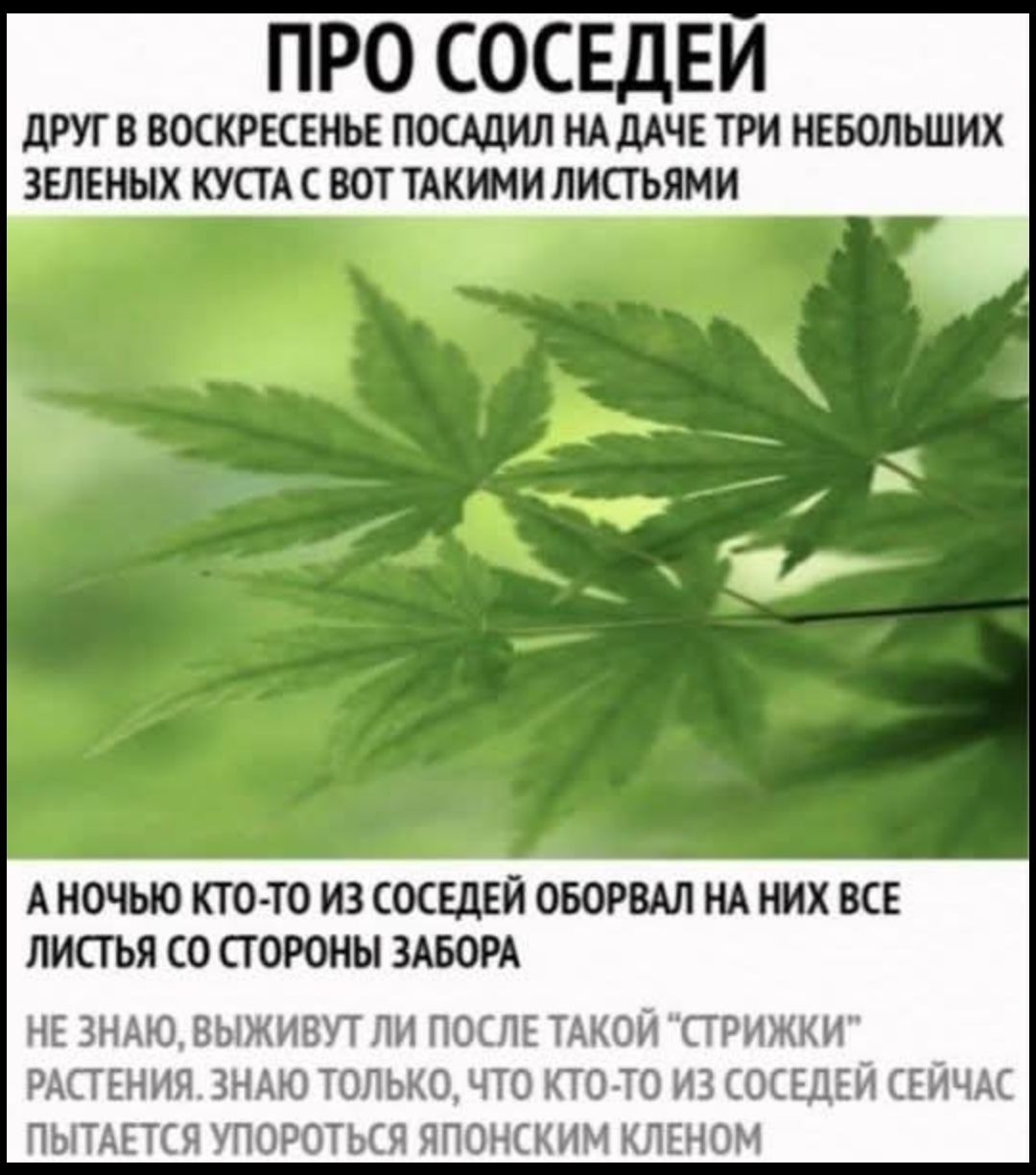 ПРО СОСЕДЕЙ
ДРУГ В ВОСКРЕСЬЕНЬЕ ПОСАДИЛ НА ДАЧЕ ТРИ НЕБОШЛЫХ ЗЕЛЕНЫХ КУСТА С ВОТ ТАКИМИ ЛИСТЬЯМИ
А НОЧЬЮ КТО-ТО ИЗ СОСЕДЕЙ ОБОРВАЛ НА НИХ ВСЕ ЛИСТЬЯ СО СТОРОНЫ ЗАБОРА
НЕ ЗНАЮ, ВЫЖИВУТ ЛИ ПОСЛЕ ТАКОЙ 