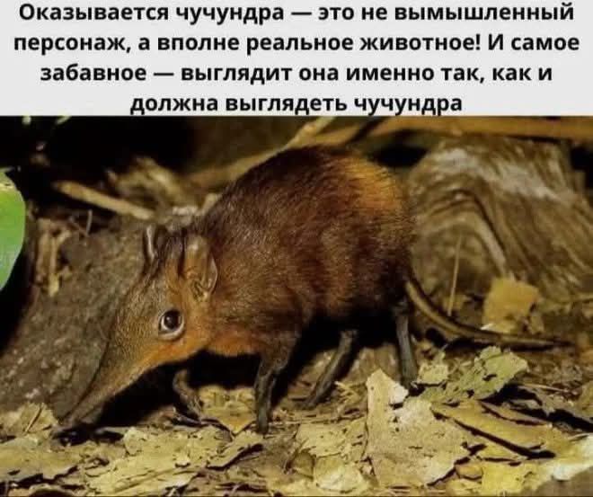 Оказывается чучундра — это не вымышленный персонаж, а вовсе реальное животное! И самое забавное — выглядит она именно так, как и должна выглядеть чучундра.