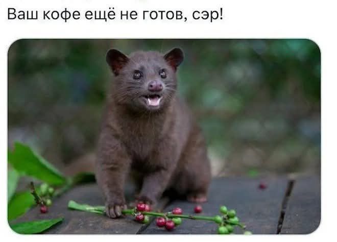 Ваш кофе ещё не готов, сэр!