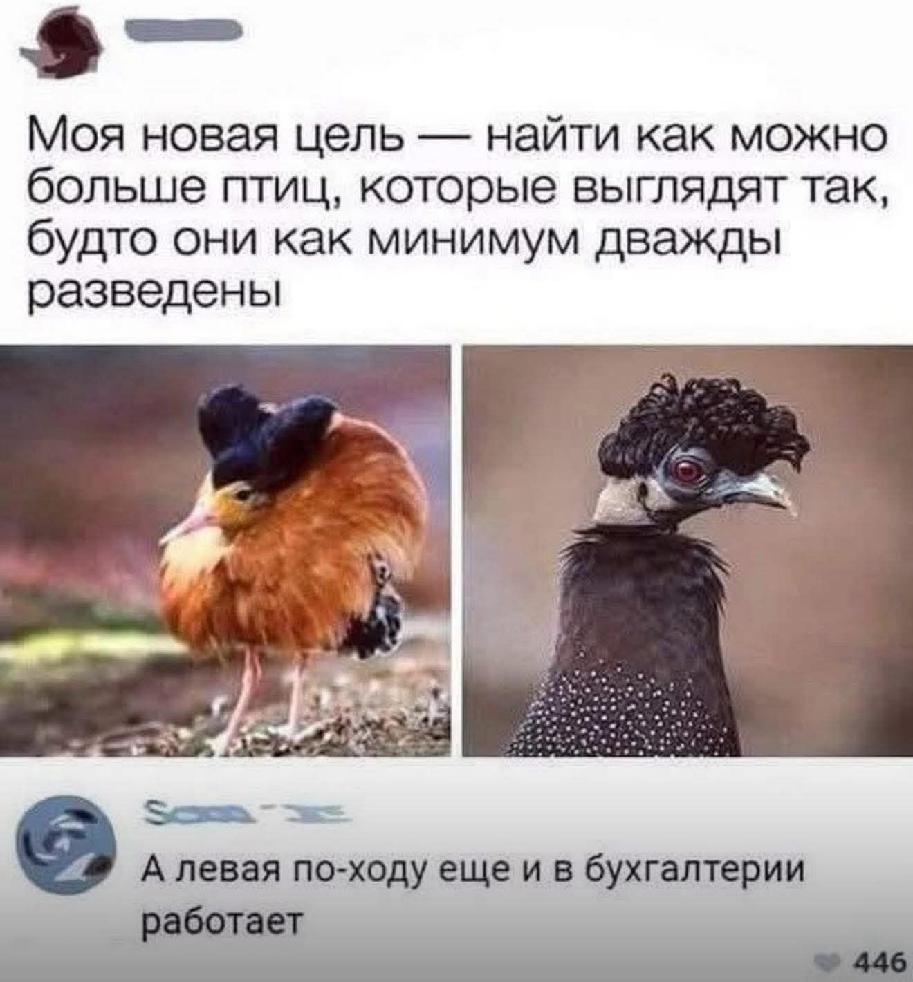 Моя новая цель — найти как можно больше птиц, которые выглядят так, будто они как минимум дважды разведеные. А левая по-ходу еще и в бухгалтерии работает.