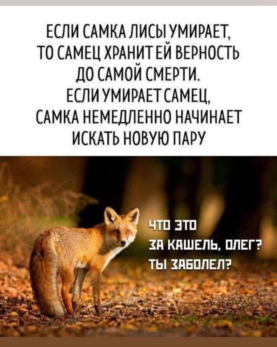 ЕСЛИ САМКА ЛИСЫ УМИРАЕТ, ТО САМЕЦ ХРАНИТ ЕЙ ВЕРНОСТЬ ДО САМОЙ СМЕРТИ. ЕСЛИ УМИРАЕТ САМЕЦ, САМКА НЕМЕДЛЕННО НАЧИНАЕТ ИСКАТЬ НОВУЮ ПАРУ. ЧТО ЭТО ЗА КАШЕЛЬ, ОЛЕГ? ТЫ ЗАБОЛЕЛ?