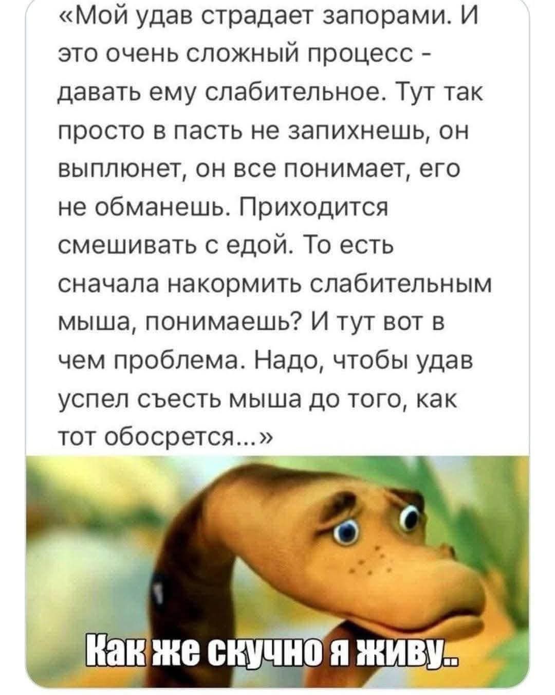 «Мой удав страдает запорами. И это очень сложный процесс - давать ему слабительное. Тут так просто в пасть не запихнешь, он выполнит, он все понимает, его не обманешь. Приходится смешивать с едой. То есть сначала накормить слабительным мыша, понимаешь? И тут вот в чем проблема. Надо, чтобы удав успел съесть мыша до того, как тот обосрется... »
