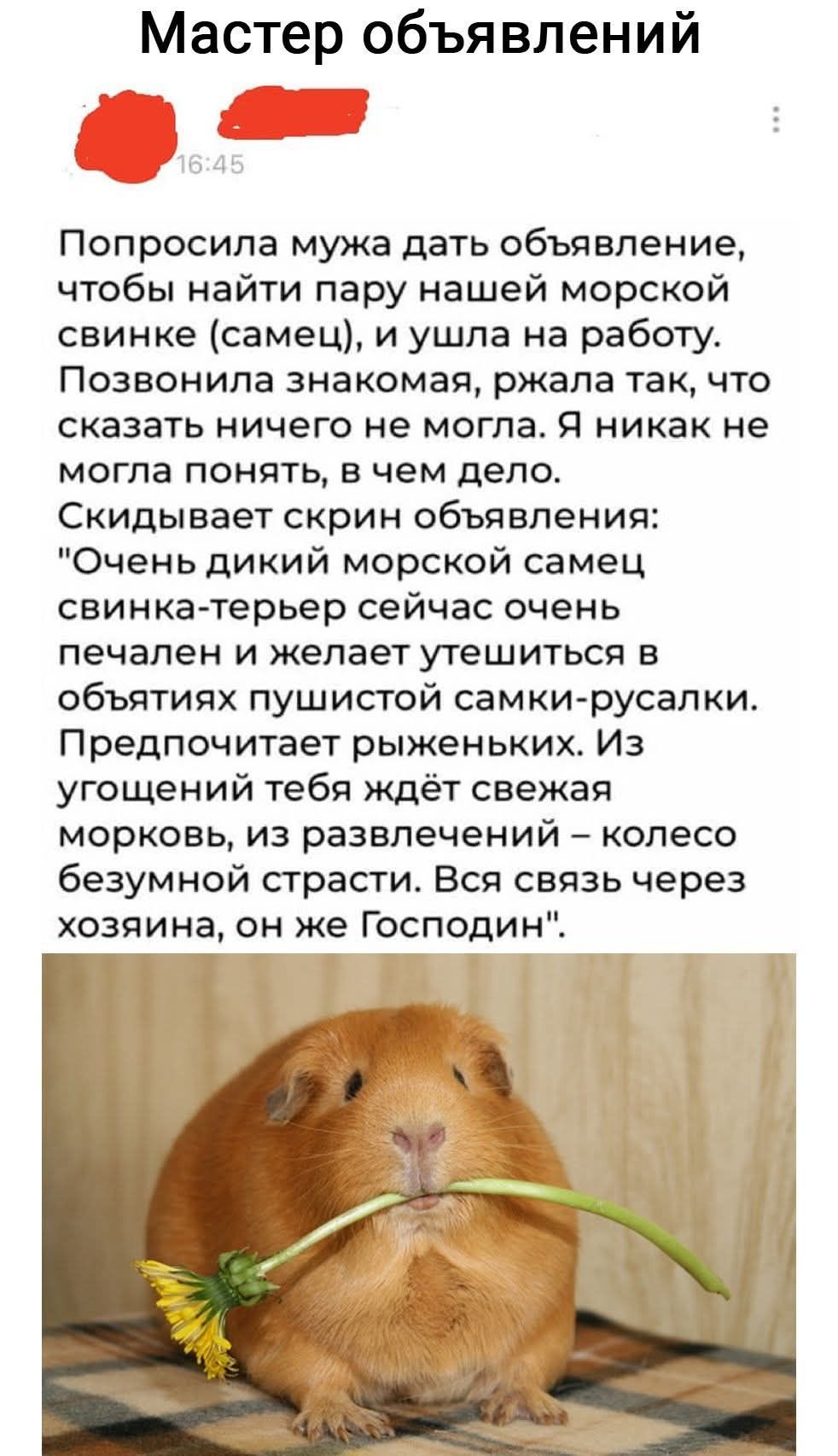 Попrosila мужа дать объявление, чтобы найти пару нашей морской свинке (самец), и ушла на работу. Позвонила знакомая, ржала так, что сказать ничего не могла. Я никак не могла понять, в чем дело. Скидывает скрин объявления: 
