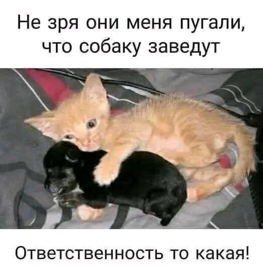 Не зря они меня пугали, что собаку заведут
Ответственность то какая!