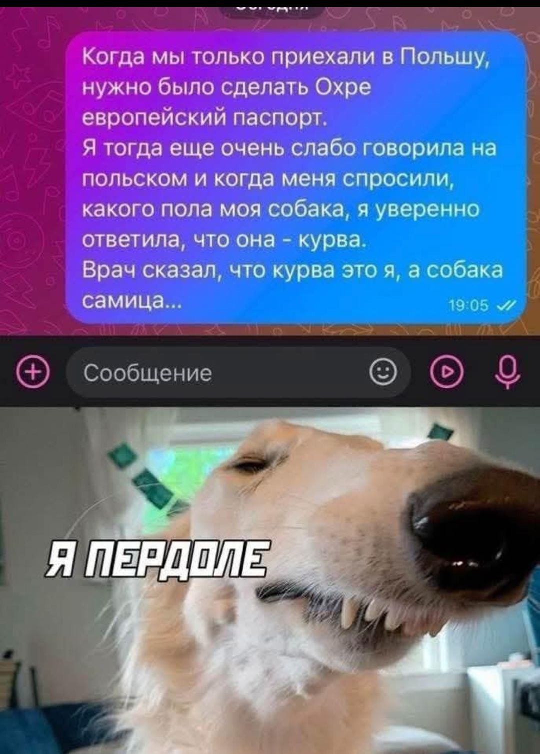 Когда мы только приехали в Польшу, нужно было сделать Охре европейский паспорт. Я тогда еще очень слабо говорила на польском и когда меня спросили, какого пола моя собака, я уверенно ответила, что она - курва. Врач сказал, что курва это я, а собака самица...
Я пердоле