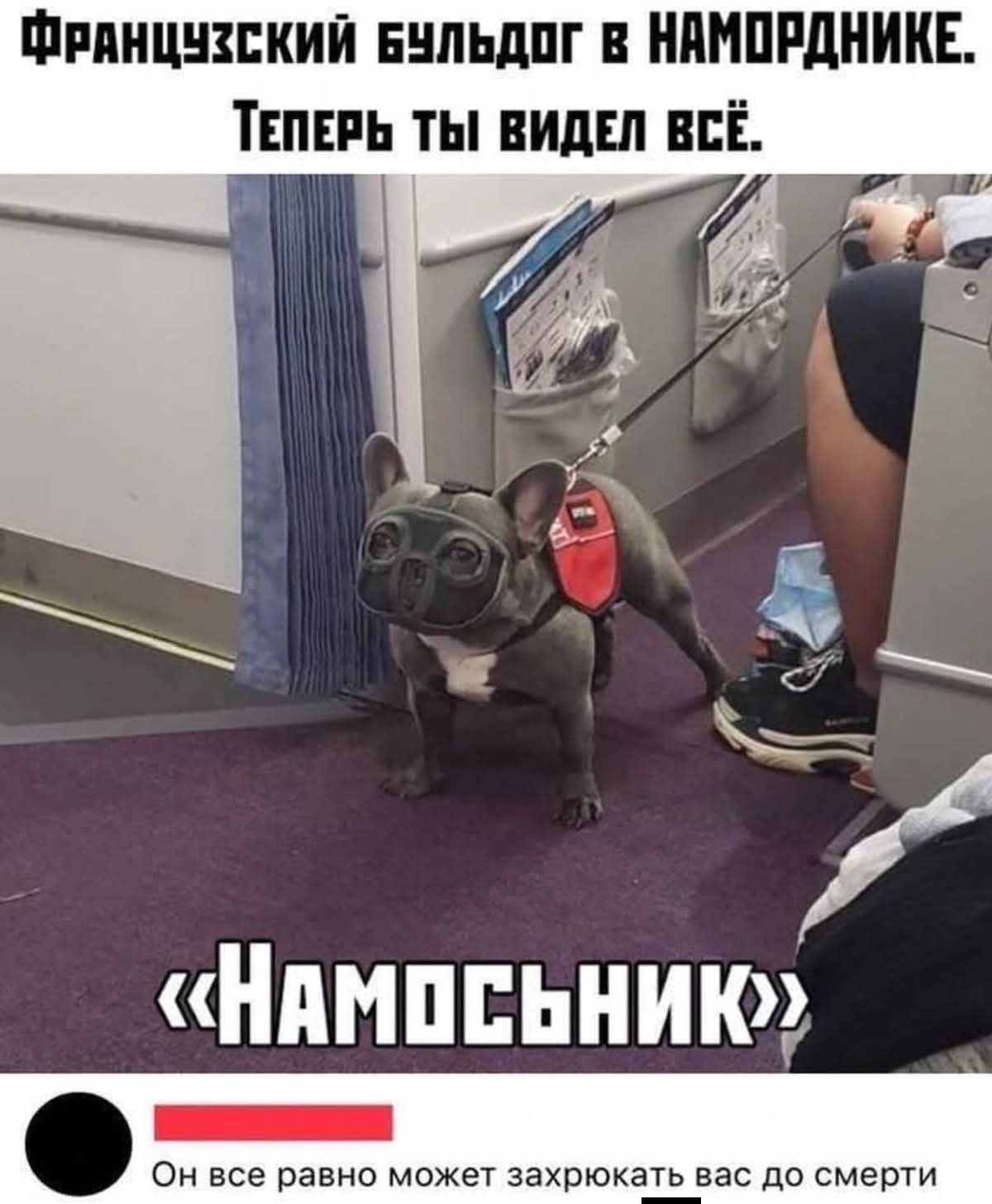 Французский бульдог в НАМО́РДНИКЕ. Теперь ты видел всё.

«Намосъник»

Он все равно может захрюкать вас до смерти.