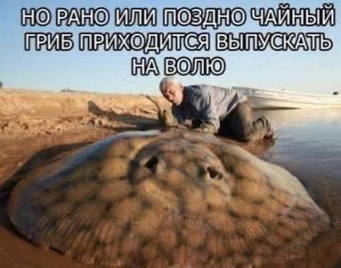 НО РАНО ИЛИ ПОЗДНО ЧАЙНЫЙ ГРИБ ПРИХОДИТСЯ ВЫПУСКАТЬ НА ВОЛЮ