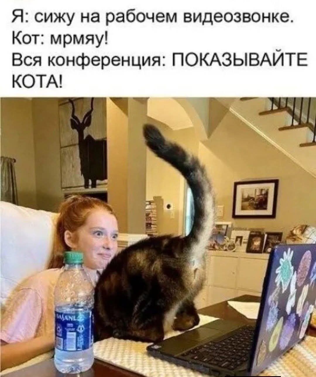 Я: сижу на рабочем видеозвонке. Кот: мрмя! Вся конференция: ПОКАЗЫВАЙТЕ КОТА!