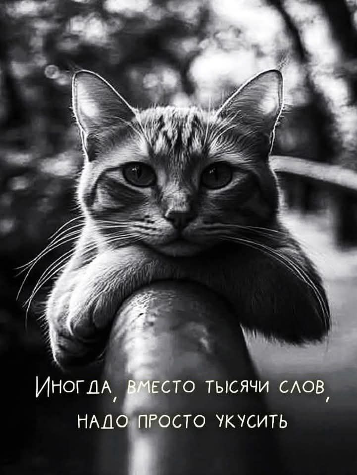 Иногда, вместо тысячи слов, надо просто укусить