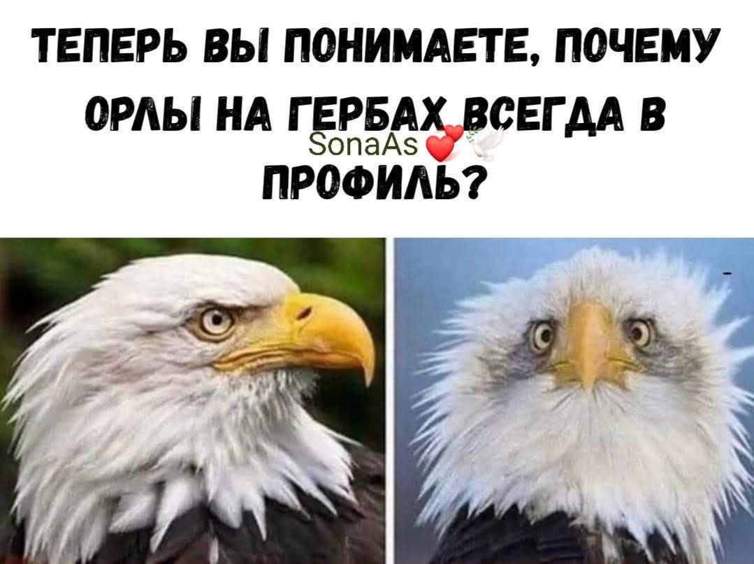 ТЕПЕРЬ ВЫ ПОНИМАЕТЕ, ПОЧЕМУ ОРЛЫ НА ГЕРБАХ ВСЕГДА В ПРОФИЛЬ?