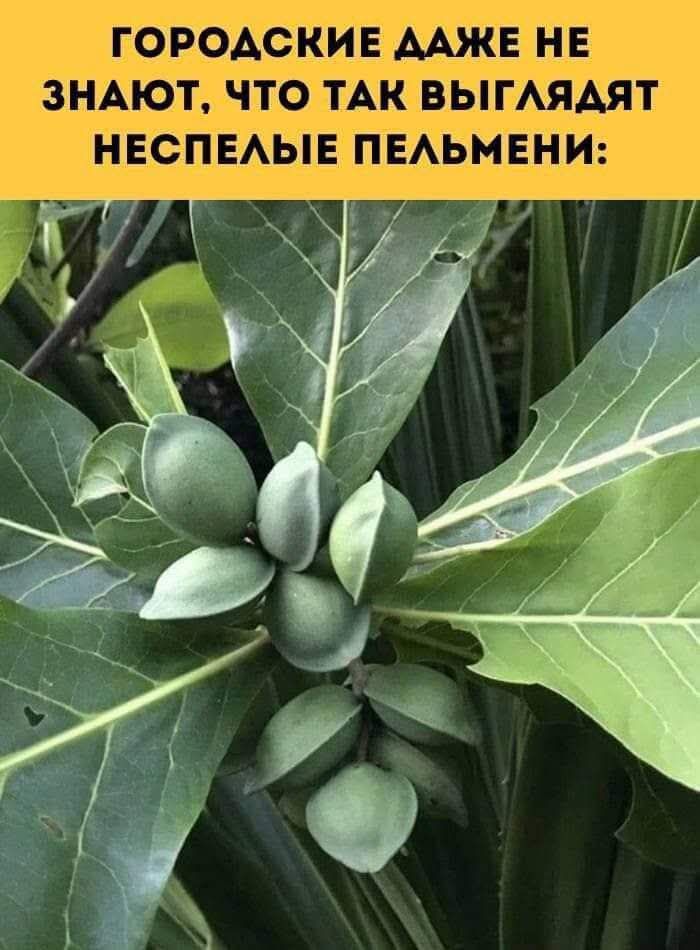 ГОРОДСКИЕ ДАЖЕ НЕ ЗНАЮТ, ЧТО ТАК ВЫГЛЯДЯТ НЕСПЕЛЫЕ ПЕЛЬМЕНИ: