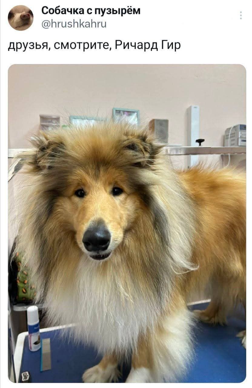 Собачка с пузырём @hrushkhahru друзья, смотрите, Ричард Гир
