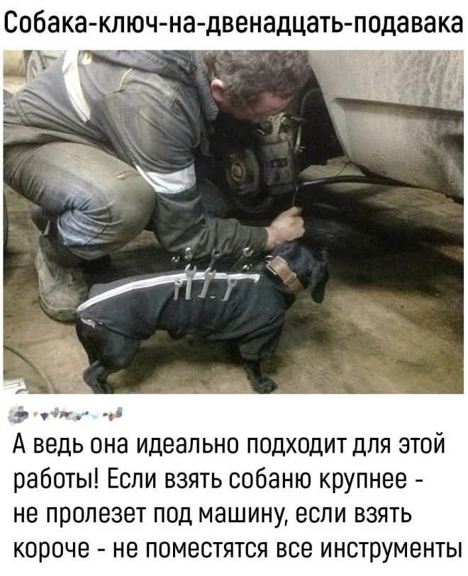 Собака-ключ на двенадцать-подавака. А ведь она идеально подходит для этой работы! Если взять собачью крупнее — не пролезет под машину, если взять короче — не поместятся все инструменты
