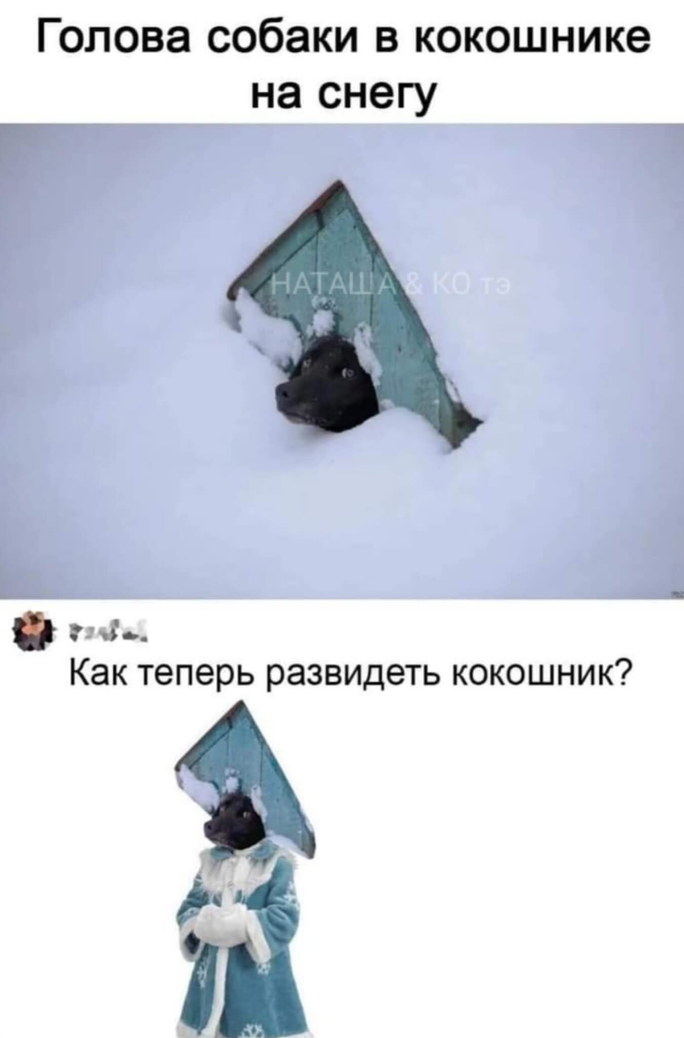 Голова собаки в кокошнике на снегу. Как теперь развидеть кокошник?