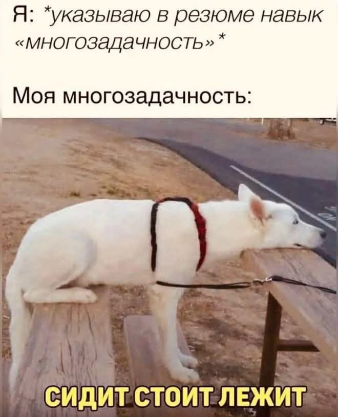 Я: *указываю в резюме навык «многозадачность»* Моя многозадачность: сидит стоит лежит