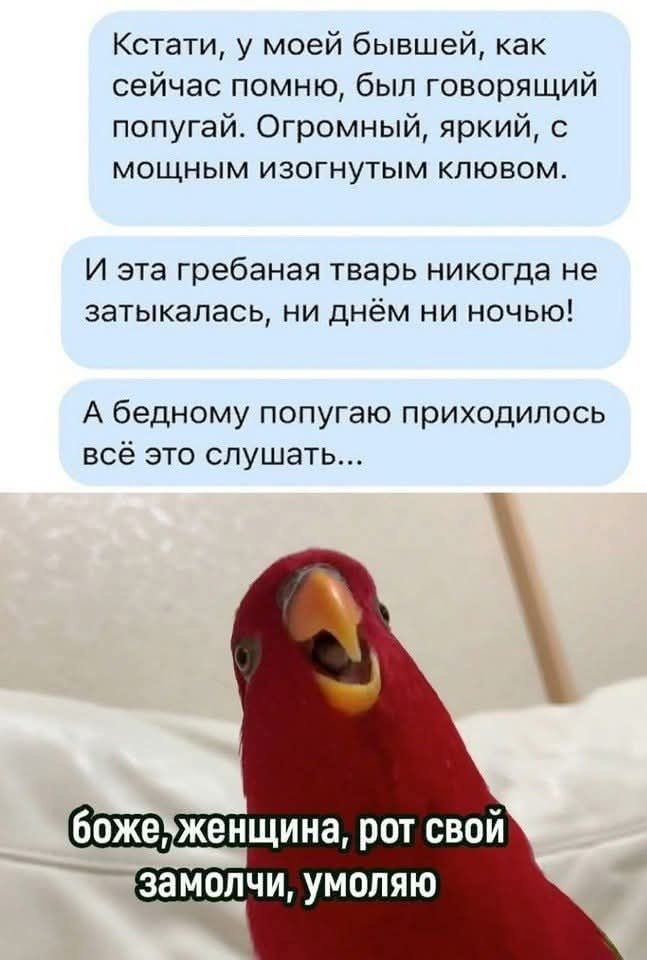 Кстати, у моей бывшей, как сейчас помню, был говорящий попугай. Огромный, яркий, с мощным изогнутым клювом. И эта гребанная тварь никогда не затыкалась, ни днём ни ночью! А бедному попугаю приходилось всё это слушать... боже, женщина, рот свой замоли, умоляю