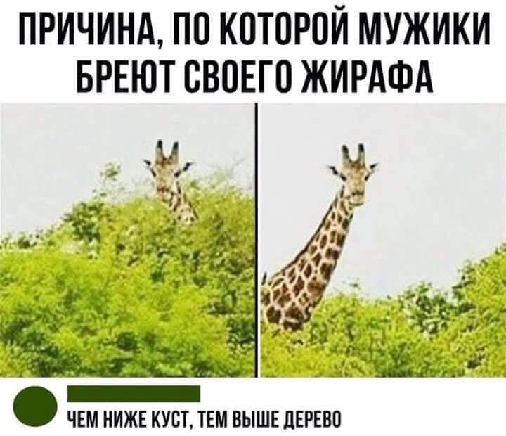ПРИЧИНА, ПО КОТОРОЙ МУЖИКИ БРЕЮТ СВОЕГО ЖИРАФА. ЧЕМ НИЖЕ КУСТ, ТЕМ ВЫШЕ ДЕРЕВО