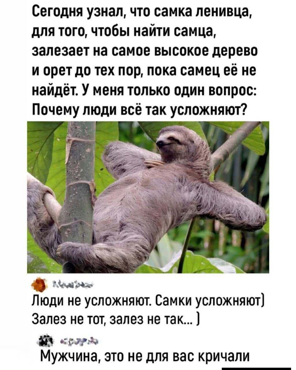 Сегодня узнал, что самка ленивца, чтобы найти самца, залезает на самое высокое дерево и орет до тех пор, пока самец её не найдёт. У меня только один вопрос: Почему люди всё так усложняют? Мужчина, это не для вас кричали