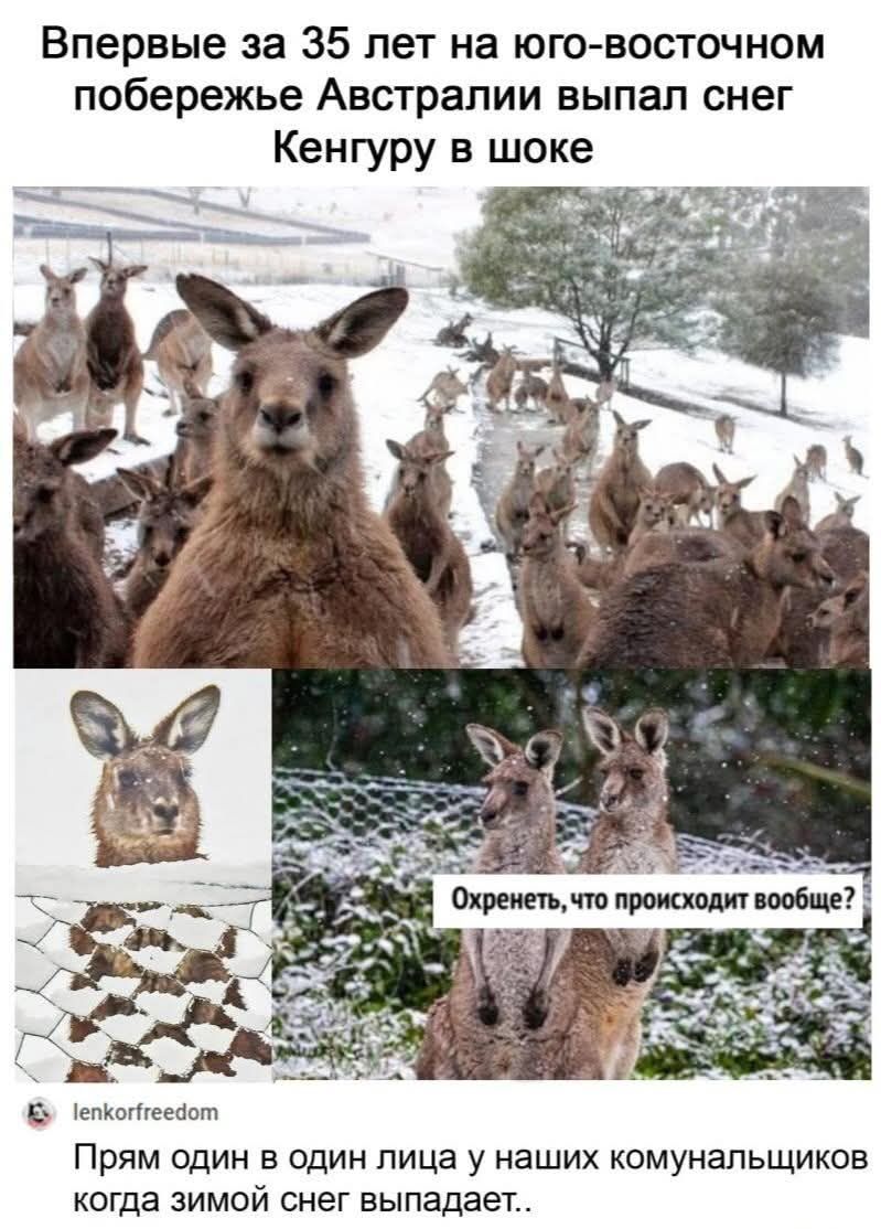 Впервые за 35 лет на юго-восточном побережье Австралии выпал снег Кенгуру в шоке. Прям один в один лица у наших коммунальщиков когда зимой снег выпадает..