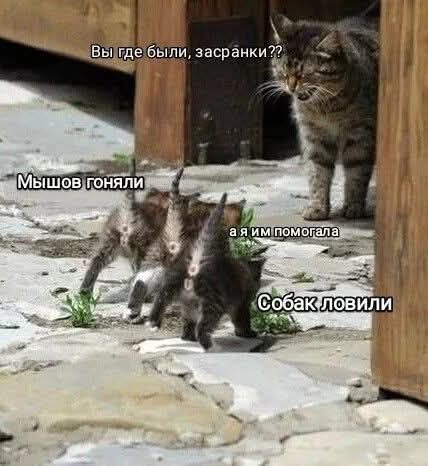 Вы где были, засранки?? Мышей гоняли а я им помогала Собак ловили