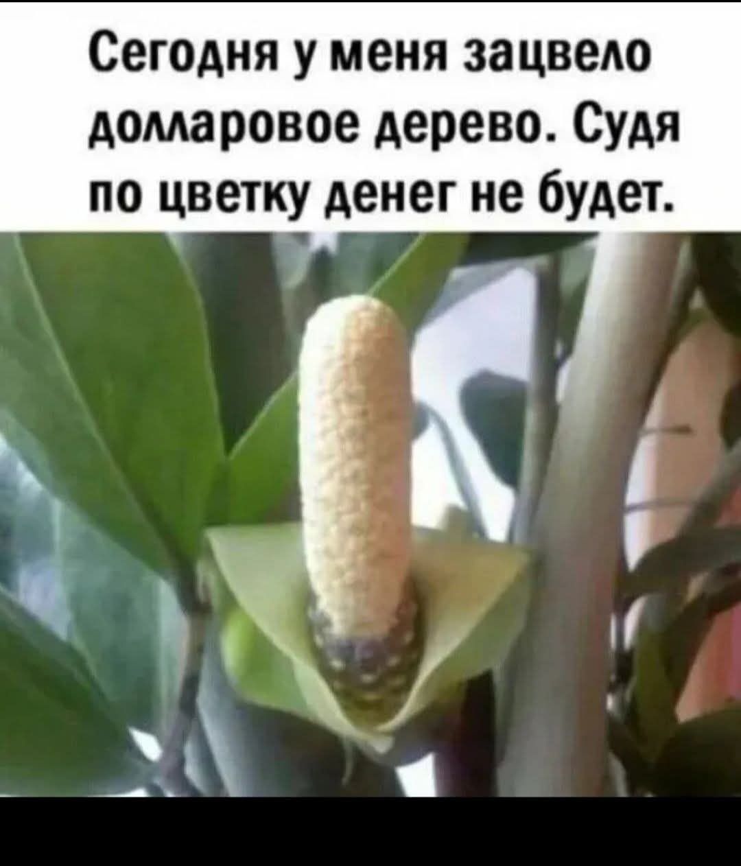 Сегодня у меня зацвел(о) долларовое дерево. Судя по цветку денег не будет.