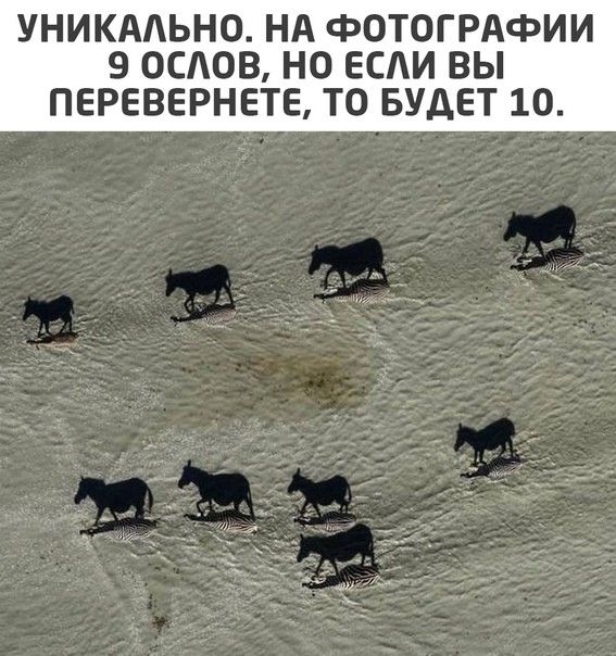 УНИКААЬНО НА ФОТОГРАФИИ 9 ОСАОВ НО ЕСАИ ВЫ ПЕРЕВЕРНЕТЕ ТО БУДЕТ 1О
