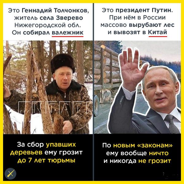 Это Геннадий Тодчонков житеАь села Зверево Нижегородской обА Он собираА вадежник За сбор _ ему грозит Это президент Путин При нём в России массово вырубают Аес и вывозят в Китай По ему вообще и никогда