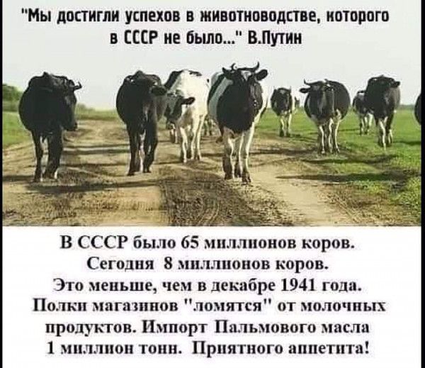 Мы достигли успехов в животноводстве которого в СССР не бьшп ВПутин Ь ы А В СССР было 65 миллионов коров Сегодня 8 миллионов коров Это меньше чем в декабре 1941 годя Полки моппппов ломятся от молочных продуктов Импорт Ппльмового масла 1 миллион топи Приятного аппетита