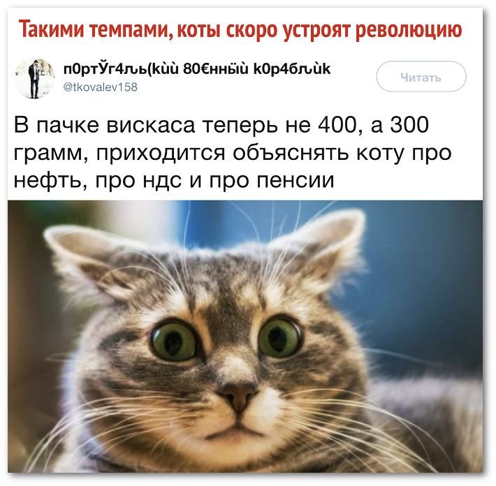 Ё пОртЁг4гьькй1 БОЕннБпй К0р46пд1к Кочшеибз В пачке вискаса теперь не 400 а 300 грамм приходится объяснять коту про нефть про ндс и про пенсии