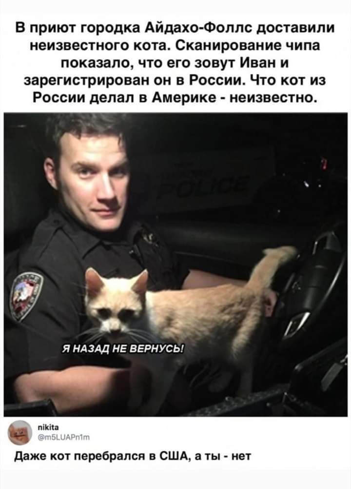 В приют городка Айдахо Фелпс доставили неизвестного кота Сканирование чипа показало что его зовут Иван и зарегистрирован он в России Что кот из России делал в Америке неизвестно 353 Я НАЗАД НЕ ВЕРНУСЫ піКіКа даже кот перебрался в США а ты нет