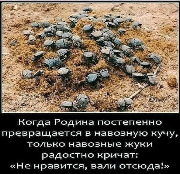 Когда Родина постепенно превращается в навозную кучу только навозные жуки радостно кричат Не нравится вали отсюда