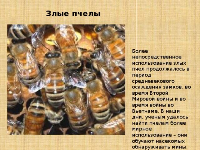 Злые пчелы Более непосредственное использование злых пчел продолжалась в период средневекового осаждения замов во время Второй Мировой войны и во время войны во Вьетнаме В наши дни ученым удалось найти пчелам более мирное использование они обучают насекомых обнаруживать мины