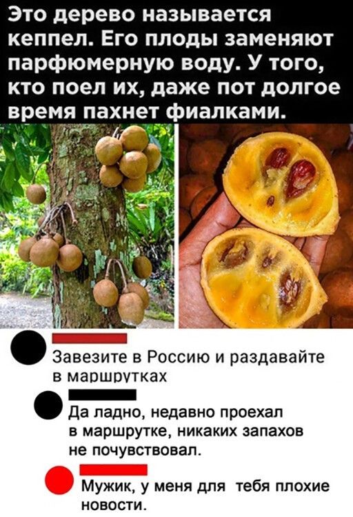 Это дерево называется кеппел Его плоды заменяют парфюмерную воду У того кто поел их даже пот долгое время пахнет фиалками Завезите в Россию и раздавайте в маршрутках _ Да ладно недавно проехал В маршрутке НИКЗКИХ запахов не ПОЧУБСТБОВЗП _ Мужик у меня для тебя ппохие новости