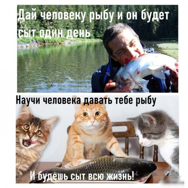 Й ай чеппвеку рыбу и он будет