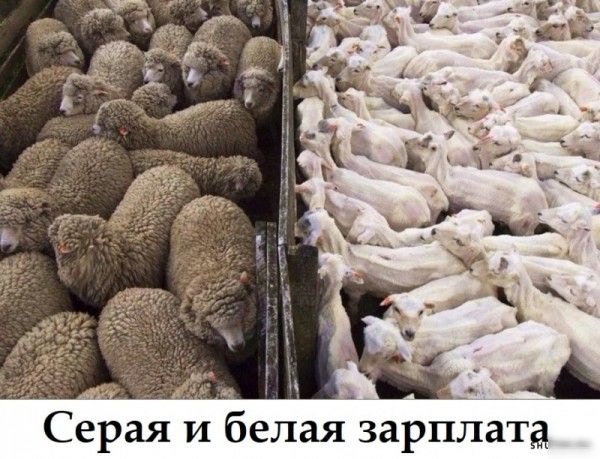 д _ Серая и белаязарпйатд