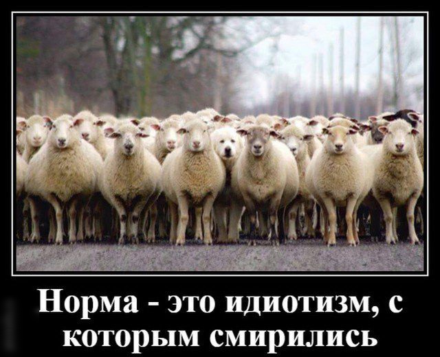 Норма это идиотизм с которым смирились