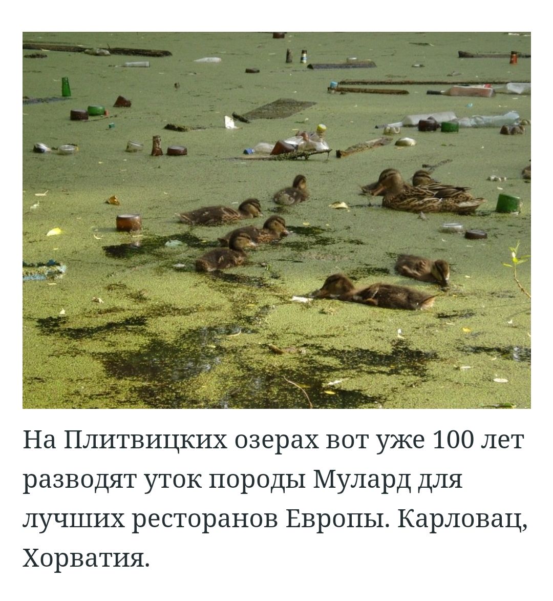 НаТЮппвицкихсверахвогуже100лет разводят уток породы Мулард для лучших ресторанов Европы Карловац Хорватия