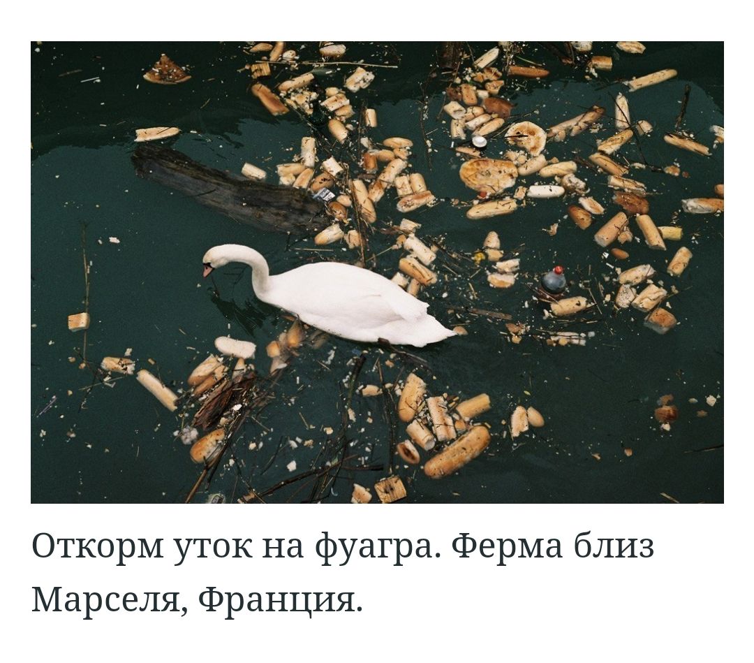ОткорМ уток на фуагра Ферма близ Марселя Франция