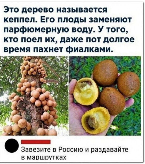 Это дерево называется кеппел Его плоды заменяют парфюмерную воду У того кто поел их даже пот долгое время пахнет фиалками _ _ Завезите в Россию и раздавайте в маршрутках