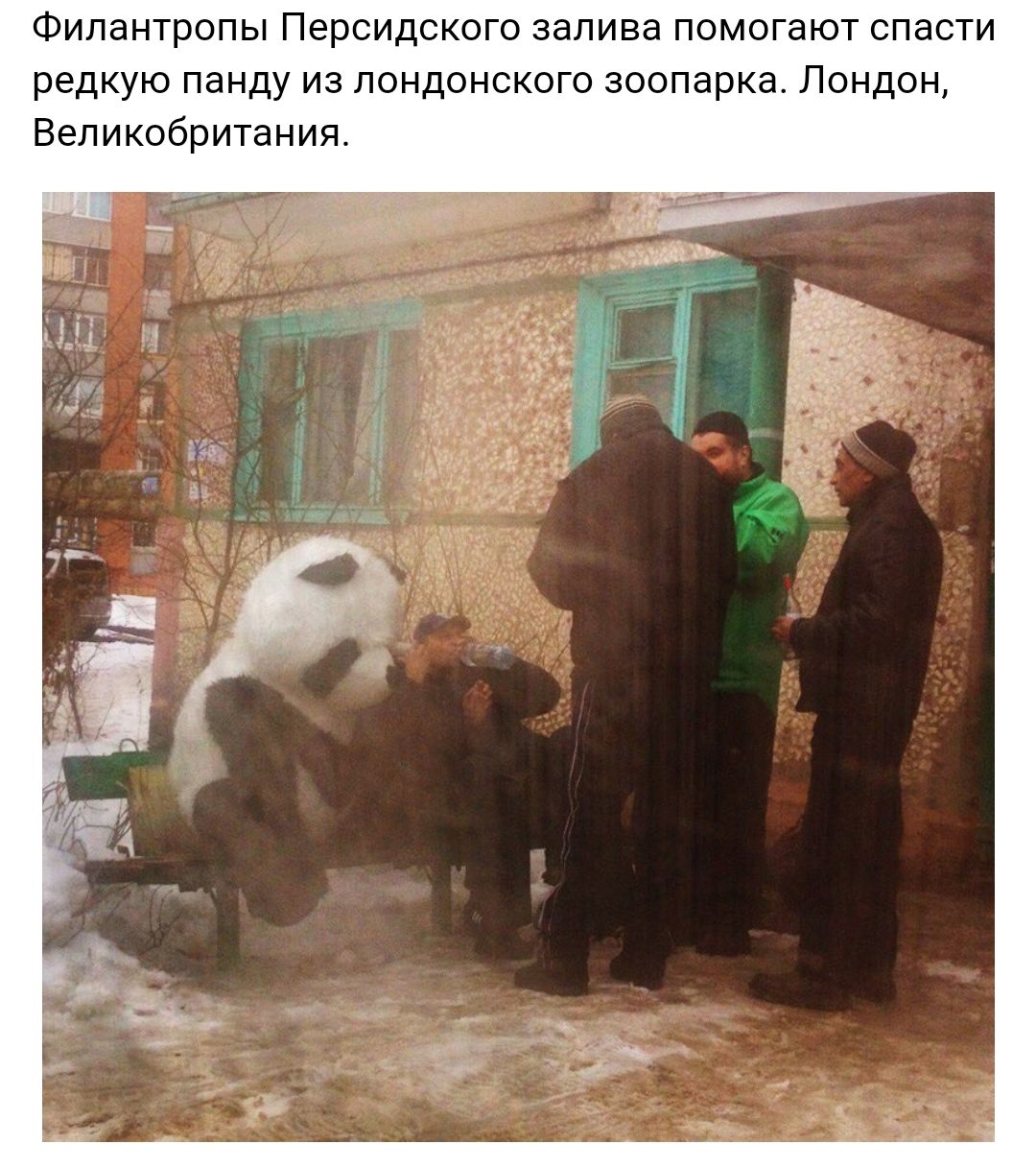 Филантропы Персидского залива помогают спасти редкую панду из лондонского зоопарка Лондон Великобритания