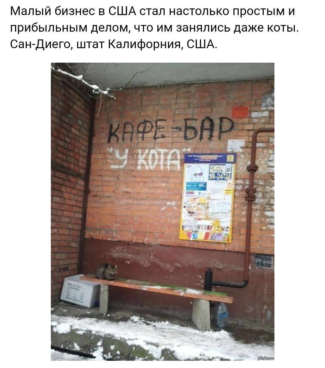 Малый бизнес в США стал настолько простым и прибыльным делом что им занялись даже коты Сан Диего штат Калифорния США
