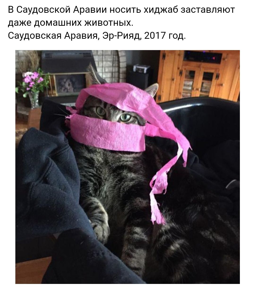 В Саудовской Аравии носить хиджаб заставляют даже домашних животных Саудовская Аравия Эр Рияд 2017 год