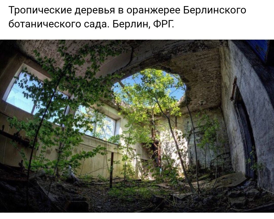Тропические деревья в оранжерее Берлинского ботанического сада Берлин ФРГ